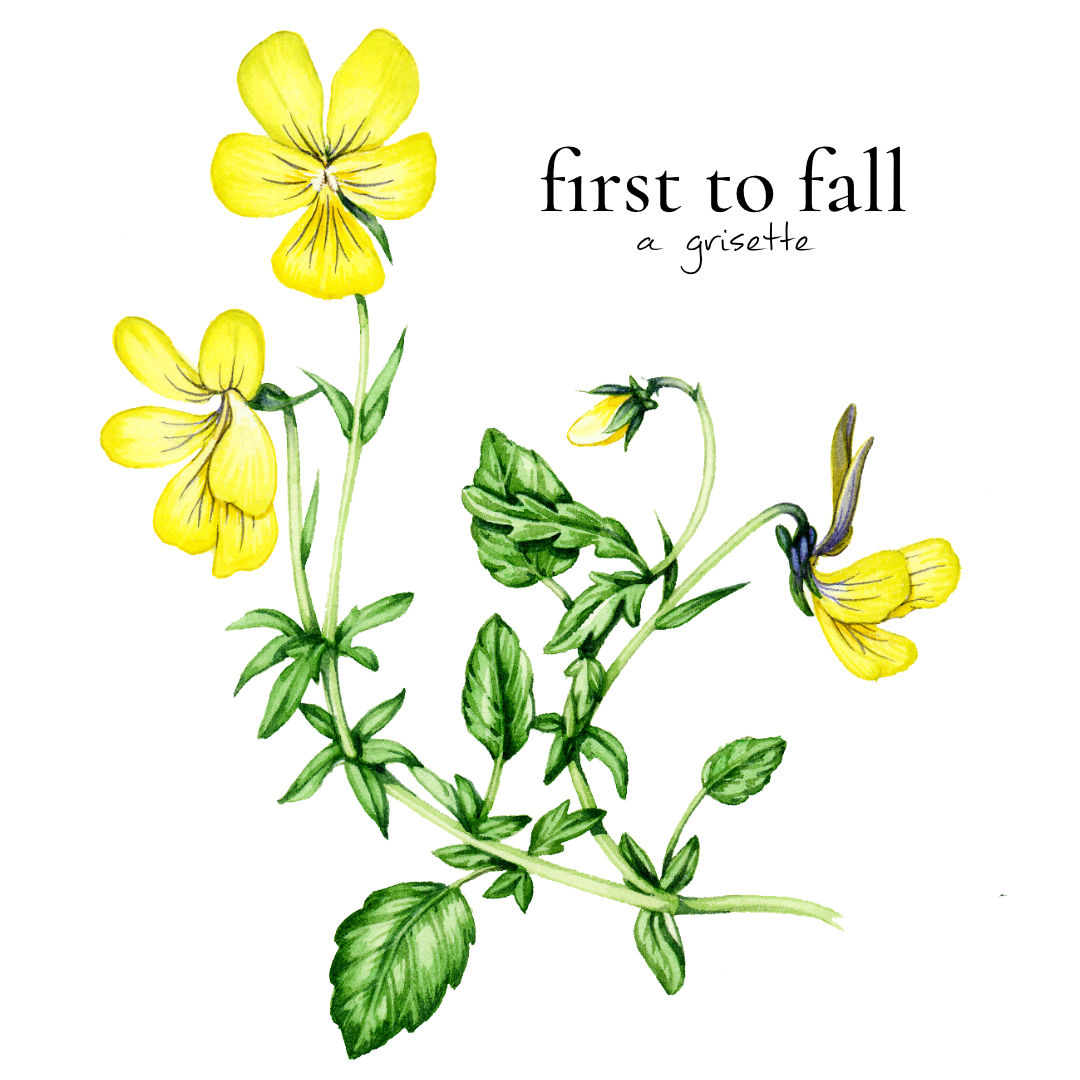 First to Fall Grisette