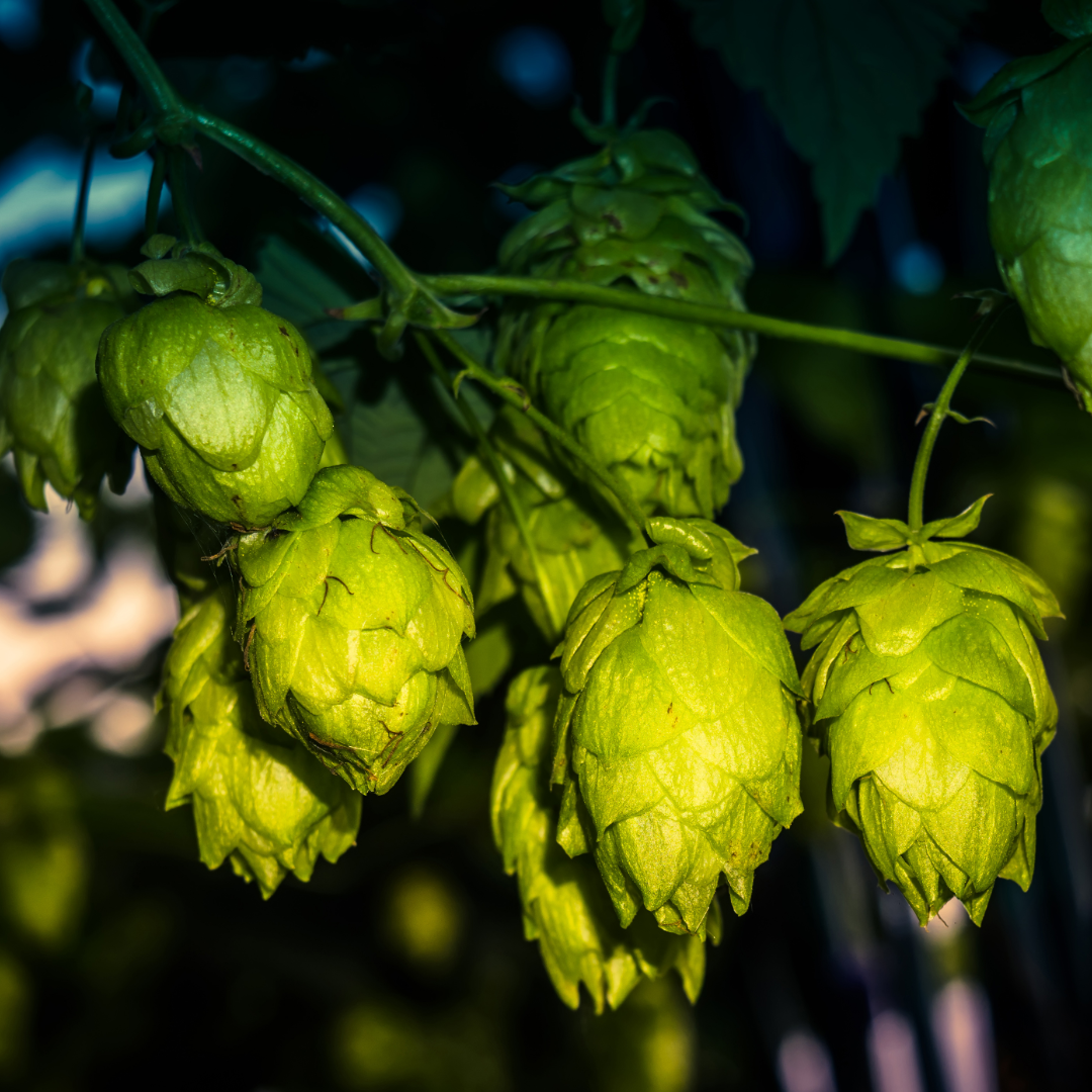 Green Envy Fresh Hop IPA