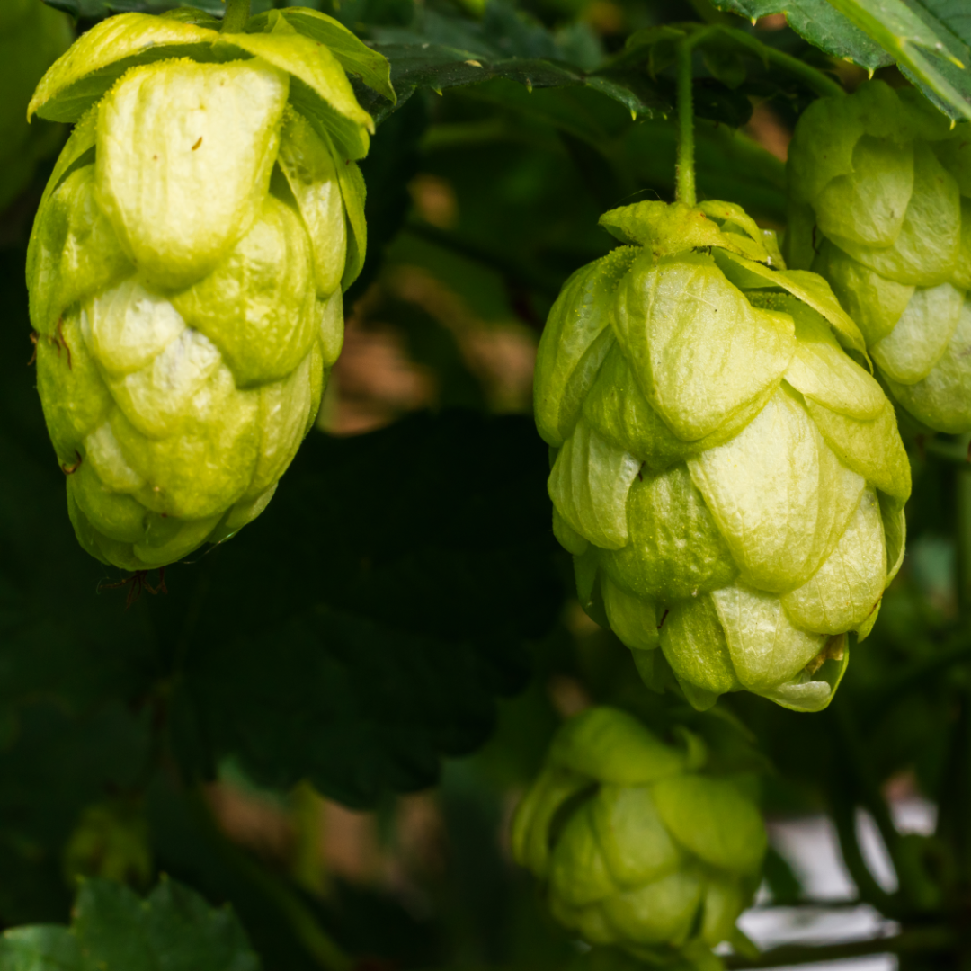 So Fresh So Modern Fresh Hop IPA